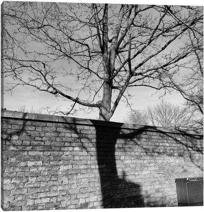 Shadow Of A Tree Canvas Art Print - Authenticity