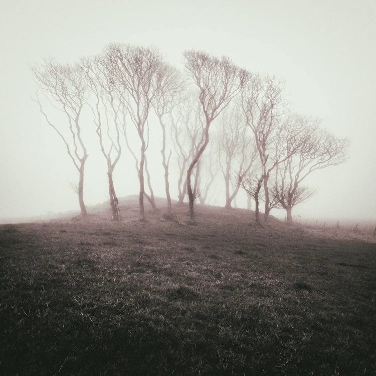 Misty Trees by Dave Bowman wall art