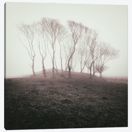 Misty Trees Canvas Print #DVB129} by Dave Bowman Art Print