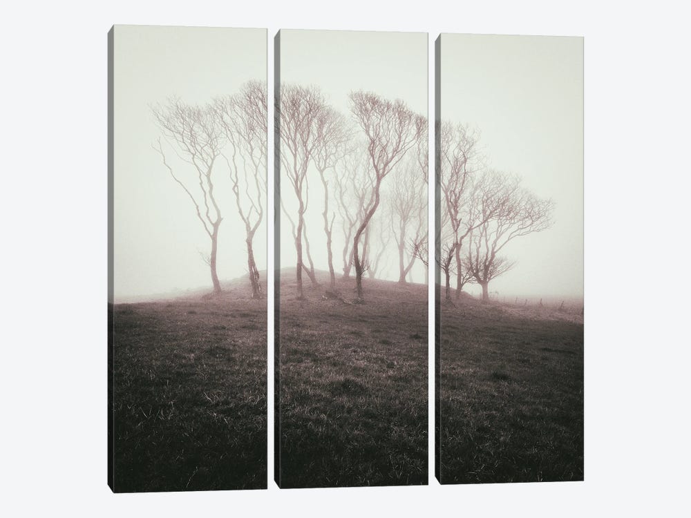 Misty Trees by Dave Bowman 3-piece Canvas Art