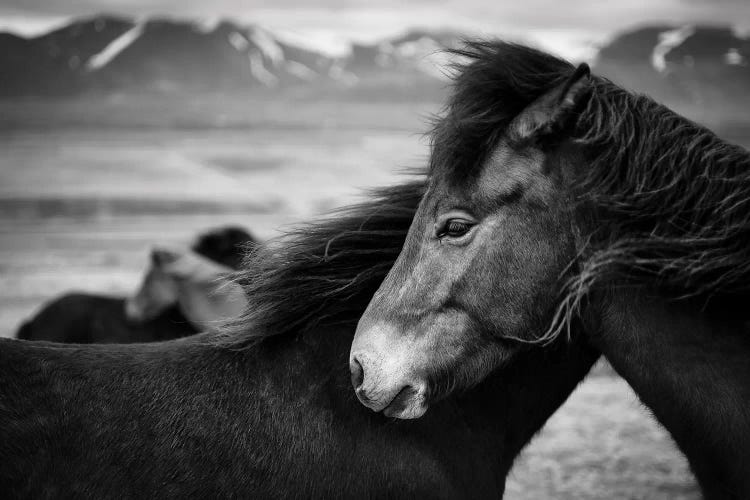 Icelandic Horses