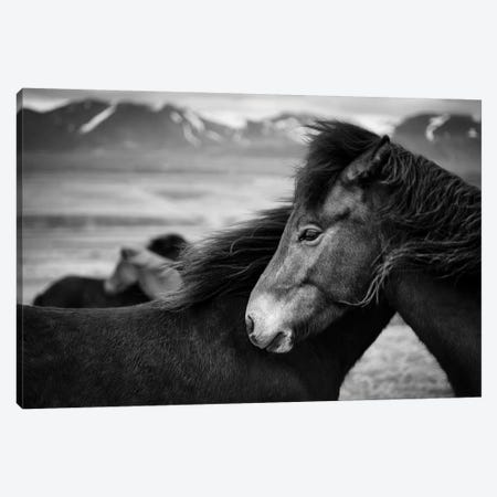 Icelandic Horses Canvas Print #DVB32} by Dave Bowman Canvas Art Print