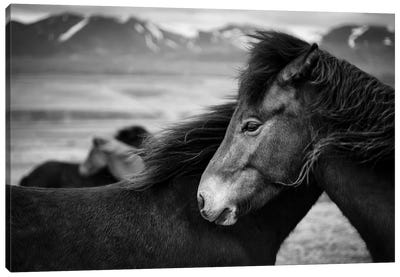 Icelandic Horses Canvas Art Print - Dave Bowman