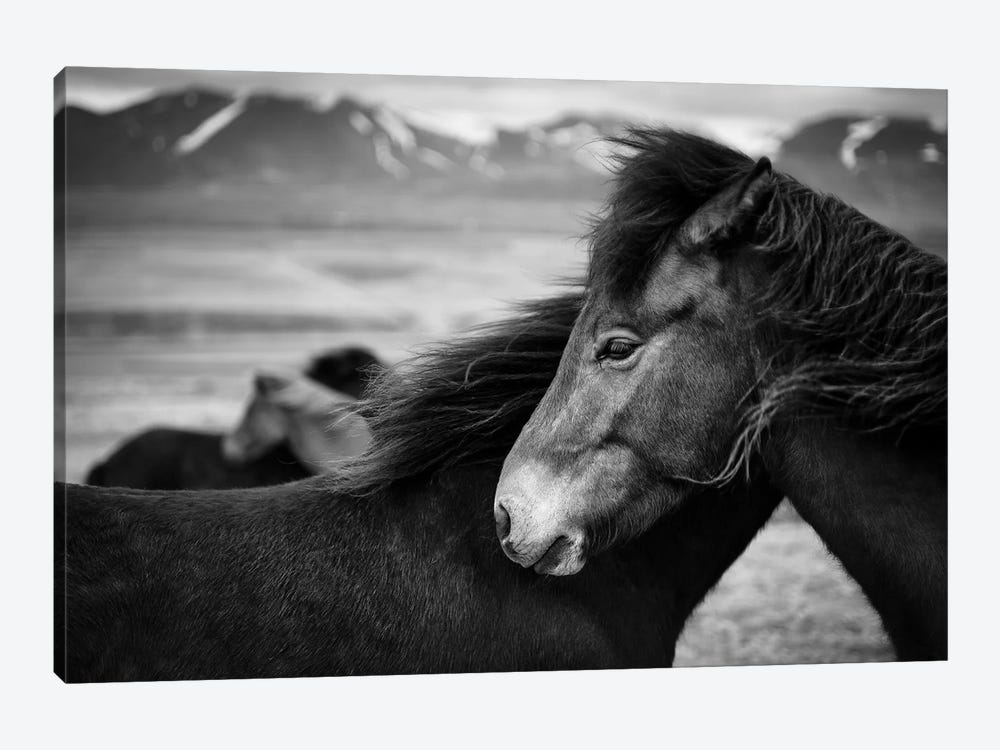 Icelandic Horses by Dave Bowman 1-piece Canvas Print