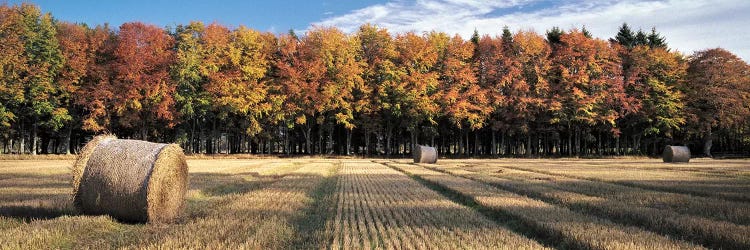 Autumn In The Fields by Dave Bowman wall art