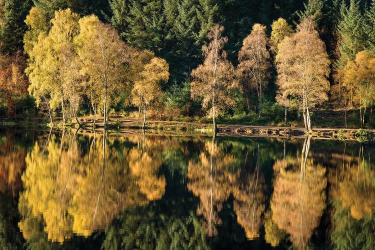 Autumn On Glencoe Lochan by Dave Bowman wall art