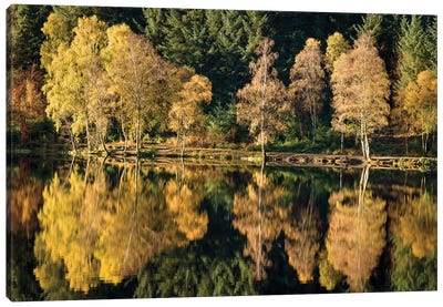 Autumn On Glencoe Lochan Canvas Art Print - Dave Bowman