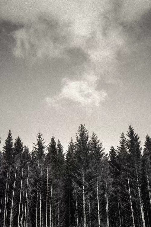 Pines And Clouds