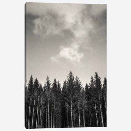 Pines And Clouds Canvas Print #DVB62} by Dave Bowman Canvas Artwork
