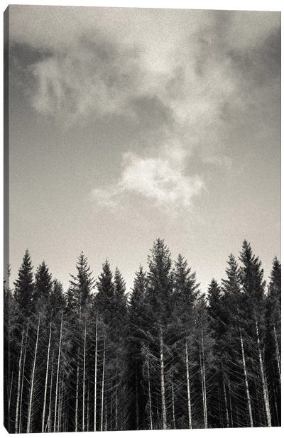 Pines And Clouds Canvas Art Print - Dave Bowman