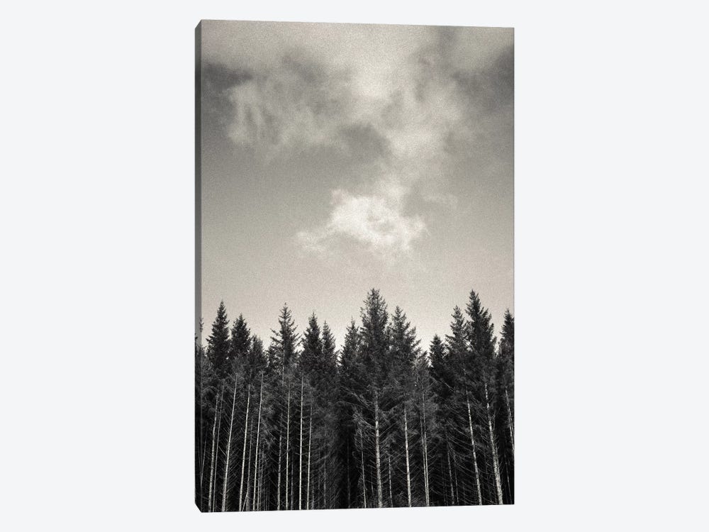 Pines And Clouds by Dave Bowman 1-piece Canvas Wall Art