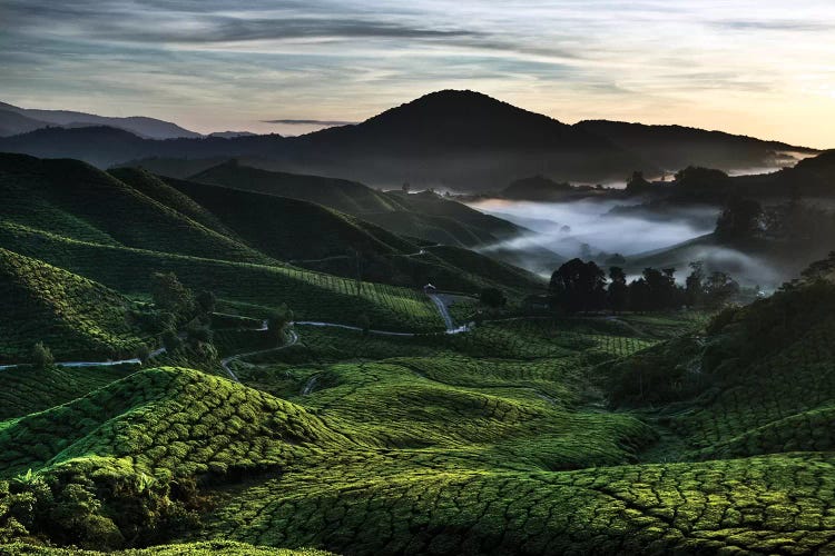 Tea Plantation At Dawn