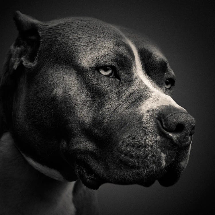 Big Fella by Dave Bowman wall art