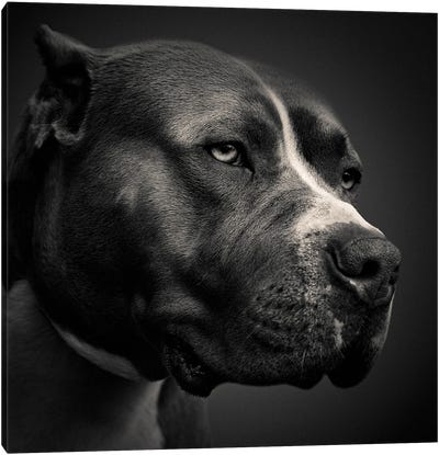 Big Fella Canvas Art Print - Animal & Pet Photography
