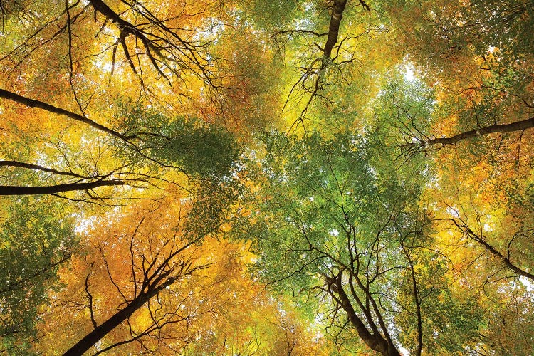Autumnal Display