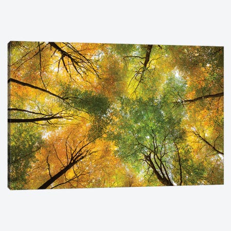 Autumnal Display Canvas Print #DVB9} by Dave Bowman Canvas Wall Art