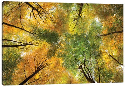 Autumnal Display Canvas Art Print - Dave Bowman
