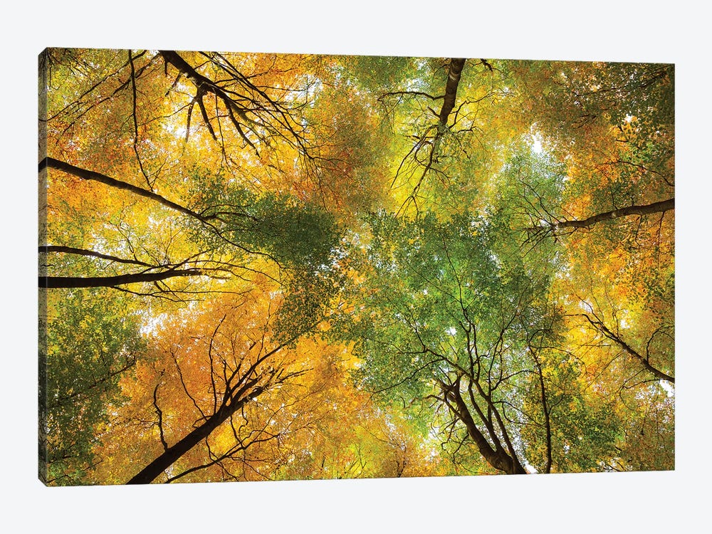 Autumnal Display by Dave Bowman 1-piece Canvas Print