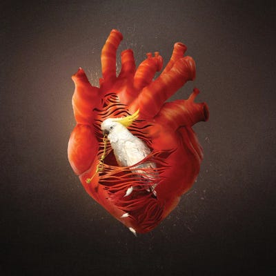 Opening Heart by Diogo Verissimo framed canvas print