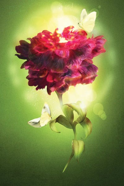 Spring Flower by Diogo Verissimo canvas print