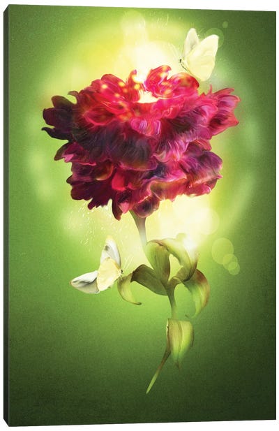 Spring Flower Canvas Art Print - Diogo Verissimo