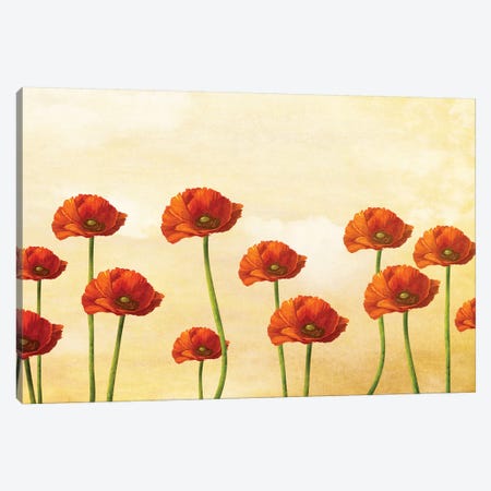 Where The Poppies Bloom Canvas Print #DVE81} by Diogo Verissimo Canvas Print