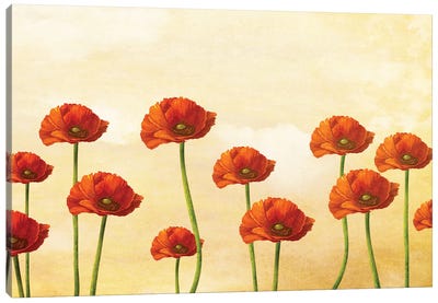 Where The Poppies Bloom Canvas Art Print - Diogo Verissimo