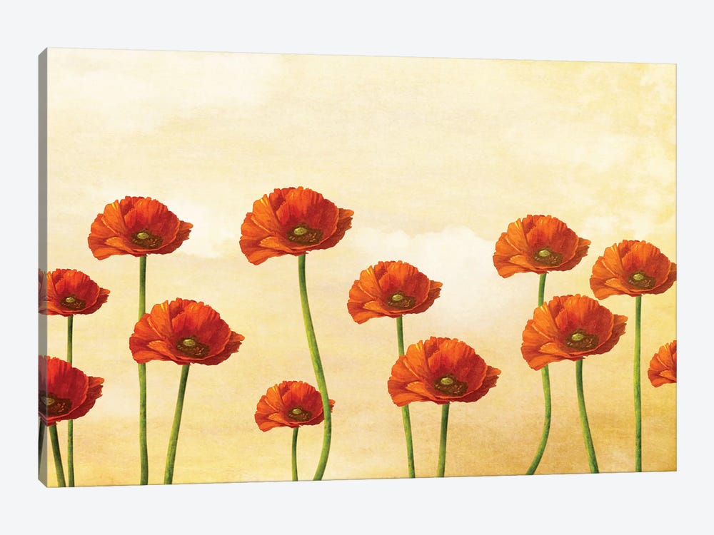 Where The Poppies Bloom by Diogo Verissimo 1-piece Canvas Wall Art