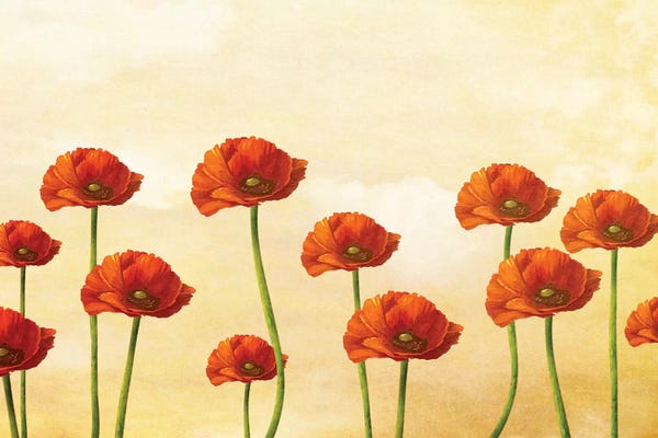 Diogo Verissimo: Where The Poppies Bloom by Diogo Verissimo