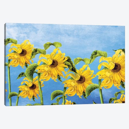 Where The Sunflowers Grow Canvas Print #DVE82} by Diogo Verissimo Canvas Art Print