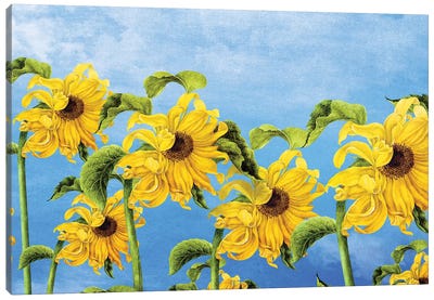 Where The Sunflowers Grow Canvas Art Print - Diogo Verissimo