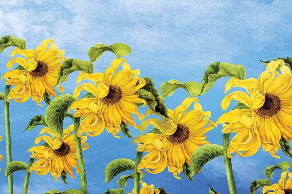 Sunflowers: Where The Sunflowers Grow by Diogo Verissimo