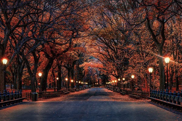 New York: Central Park Fall by David Gardiner