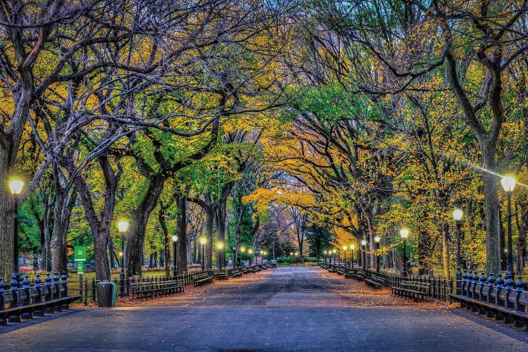 Central Park Night by David Gardiner wall art