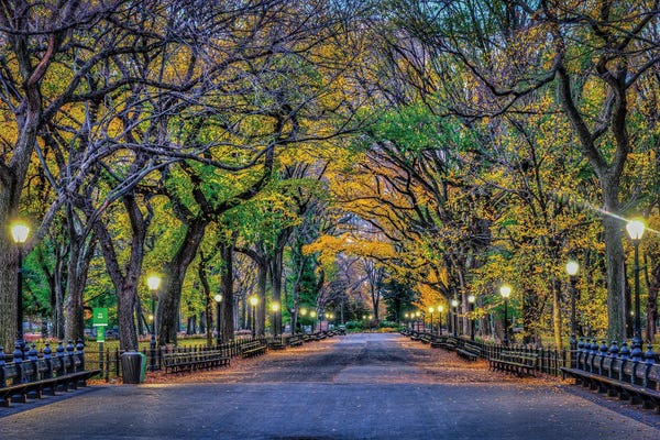 Large Photography - Canvas Prints: Central Park Night by David Gardiner