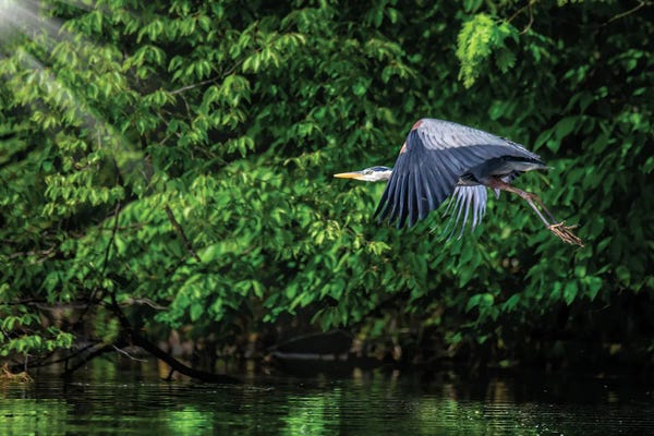 Great Blue Herons: Big Blue in Green by David Gardiner