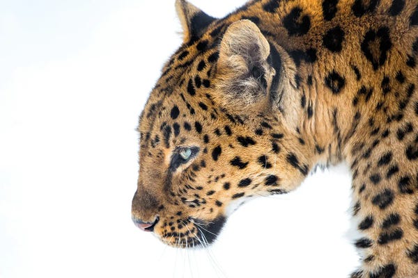 Cheetahs: Big Cat by David Gardiner