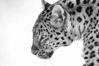 Big Cat B&W by David Gardiner canvas print