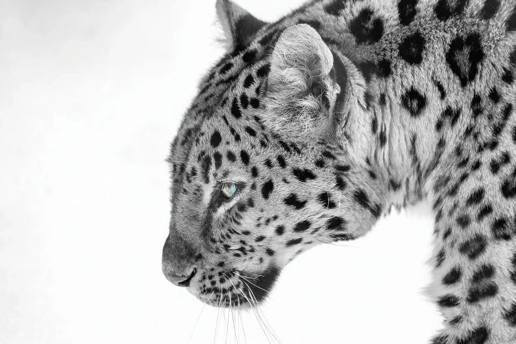 Big Cat B&W