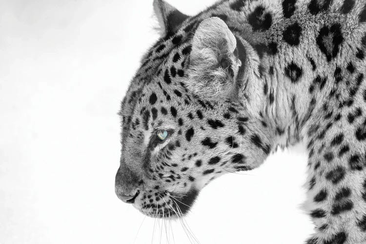 Big Cat B&W by David Gardiner wall art