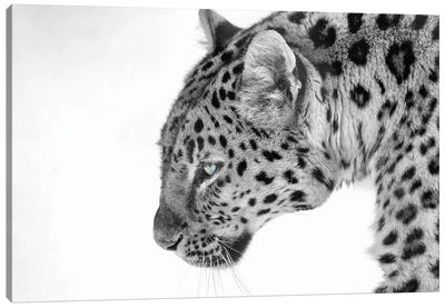 Big Cat B&W Canvas Art Print - Cheetah Art