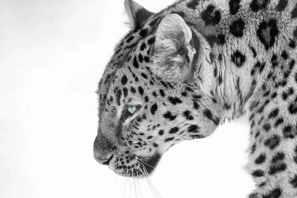 David Gardiner: Big Cat B&W by David Gardiner