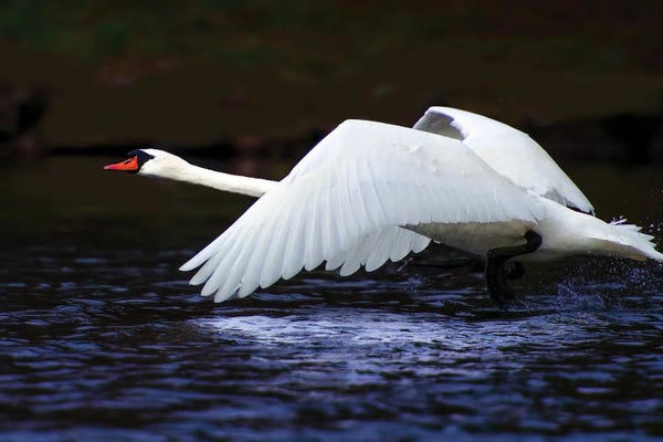 Swans: Blue Flight by David Gardiner