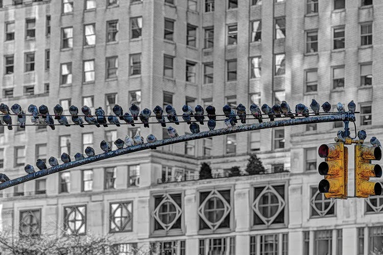 Pigeon Stop by David Gardiner wall art
