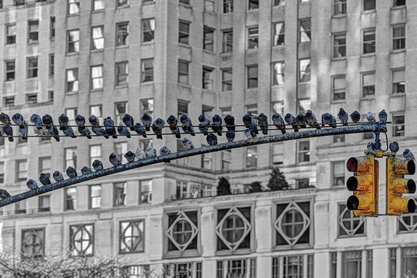 David Gardiner: Pigeon Stop by David Gardiner