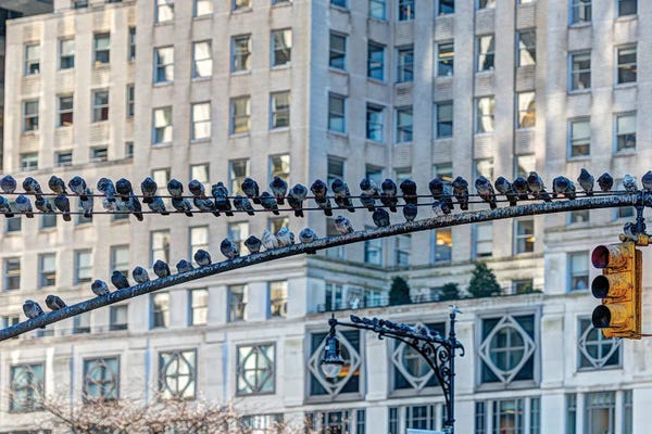 David Gardiner: Pigeon Stop III by David Gardiner