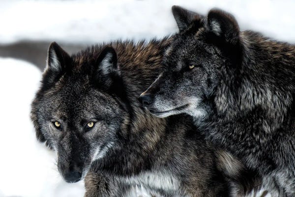 Wolves: Brothers by David Gardiner