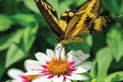 At Lunch by David Gardiner framed canvas print