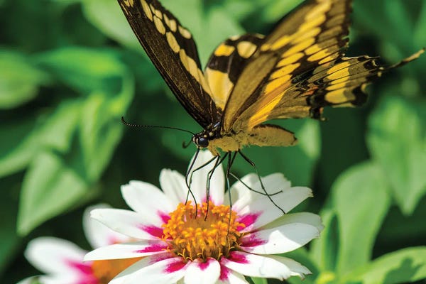 Daisies: At Lunch by David Gardiner