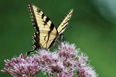 Clear to Launch by David Gardiner framed canvas print